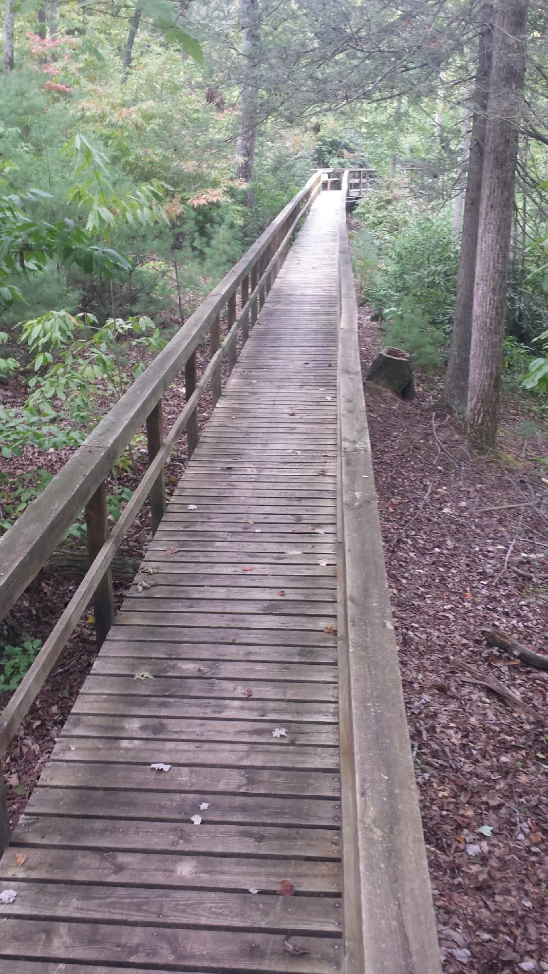 Long wood walkway with handrails built through the woods in Mountain View